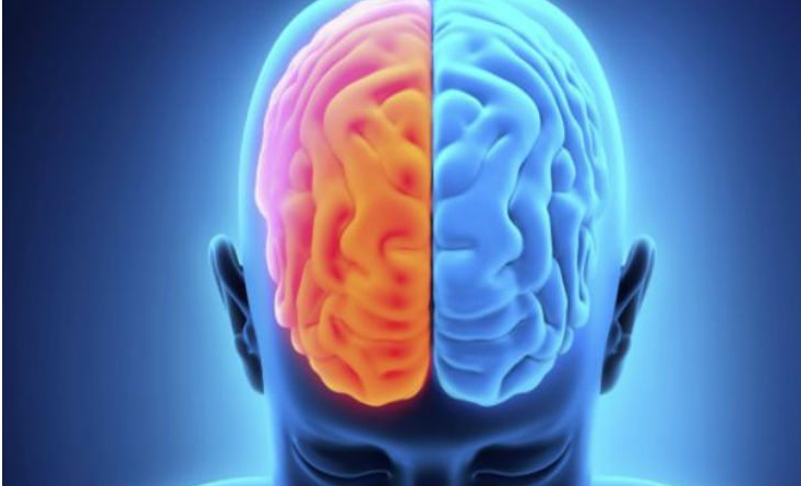 La dominancias de los hemisferios cerebrales y su correlación con el trabajo